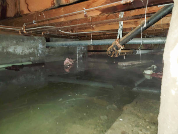 Best Local water damage restoration  in Clisle, AR